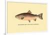 The Rainbow Trout-H.h. Leonard-Framed Art Print