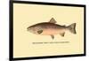 The Rainbow Trout-H.h. Leonard-Framed Art Print