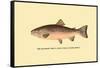 The Rainbow Trout-H.h. Leonard-Framed Stretched Canvas