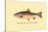 The Rainbow Trout-H.h. Leonard-Stretched Canvas