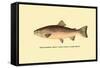 The Rainbow Trout-H.h. Leonard-Framed Stretched Canvas