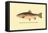 The Rainbow Trout-H.h. Leonard-Framed Stretched Canvas