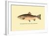 The Rainbow Trout-H.h. Leonard-Framed Art Print