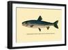 The Rangeley Trout-H.h. Leonard-Framed Art Print