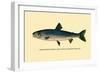 The Rangeley Trout-H.h. Leonard-Framed Art Print