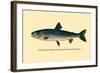 The Rangeley Trout-H.h. Leonard-Framed Art Print