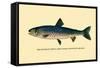 The Rangeley Trout-H.h. Leonard-Framed Stretched Canvas