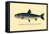 The Rangeley Trout-H.h. Leonard-Framed Stretched Canvas