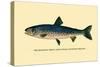 The Rangeley Trout-H.h. Leonard-Stretched Canvas