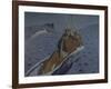 The Rape of Europa-Valentin Alexandrovich Serov-Framed Giclee Print