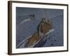 The Rape of Europa-Valentin Alexandrovich Serov-Framed Giclee Print