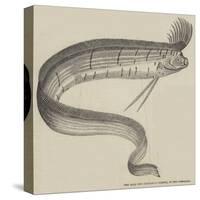 The Rare Fish (Regalecus Glesne), at the Cosmorama-null-Stretched Canvas