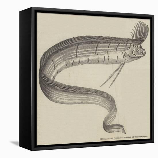 The Rare Fish (Regalecus Glesne), at the Cosmorama-null-Framed Stretched Canvas