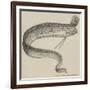 The Rare Fish (Regalecus Glesne), at the Cosmorama-null-Framed Giclee Print