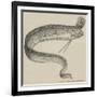 The Rare Fish (Regalecus Glesne), at the Cosmorama-null-Framed Giclee Print