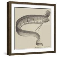 The Rare Fish (Regalecus Glesne), at the Cosmorama-null-Framed Giclee Print