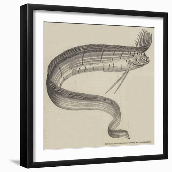 The Rare Fish (Regalecus Glesne), at the Cosmorama-null-Framed Giclee Print