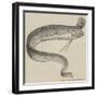 The Rare Fish (Regalecus Glesne), at the Cosmorama-null-Framed Giclee Print