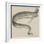 The Rare Fish (Regalecus Glesne), at the Cosmorama-null-Framed Giclee Print