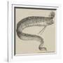 The Rare Fish (Regalecus Glesne), at the Cosmorama-null-Framed Giclee Print