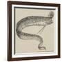 The Rare Fish (Regalecus Glesne), at the Cosmorama-null-Framed Giclee Print