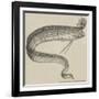 The Rare Fish (Regalecus Glesne), at the Cosmorama-null-Framed Giclee Print