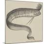 The Rare Fish (Regalecus Glesne), at the Cosmorama-null-Mounted Giclee Print