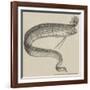 The Rare Fish (Regalecus Glesne), at the Cosmorama-null-Framed Giclee Print