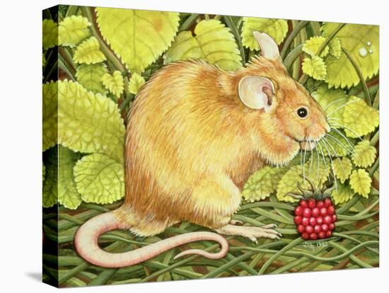 The Raspberry-Mouse-Ditz-Stretched Canvas