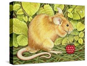 The Raspberry-Mouse-Ditz-Stretched Canvas