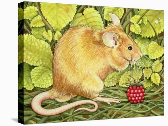 The Raspberry-Mouse-Ditz-Stretched Canvas