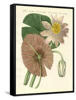 The Real Lotus Plant-null-Framed Stretched Canvas