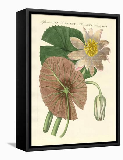 The Real Lotus Plant-null-Framed Stretched Canvas