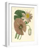 The Real Lotus Plant-null-Framed Giclee Print