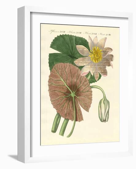 The Real Lotus Plant-null-Framed Giclee Print