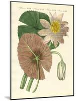 The Real Lotus Plant-null-Mounted Giclee Print