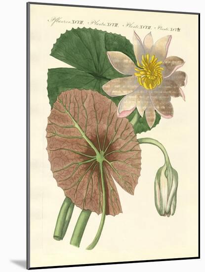 The Real Lotus Plant-null-Mounted Giclee Print