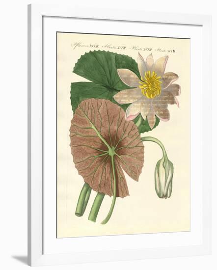 The Real Lotus Plant-null-Framed Giclee Print