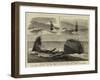 The Recent Disastrous Gales, the Wreck of the Iron Sailing Ship Plassey Off Sandgate-null-Framed Giclee Print