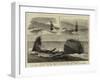 The Recent Disastrous Gales, the Wreck of the Iron Sailing Ship Plassey Off Sandgate-null-Framed Giclee Print