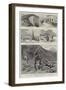 The Recent Discoveries of Gold in the Transvaal-William Lockhart Bogle-Framed Giclee Print