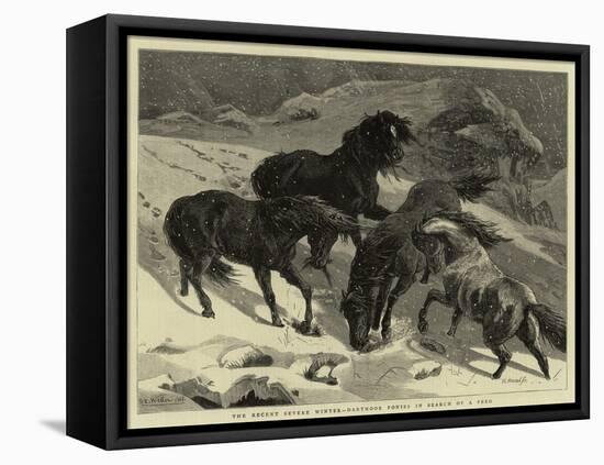 The Recent Severe Winter, Dartmoor Ponies in Search of a Feed-Samuel Edmund Waller-Framed Stretched Canvas