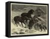 The Recent Severe Winter, Dartmoor Ponies in Search of a Feed-Samuel Edmund Waller-Framed Stretched Canvas