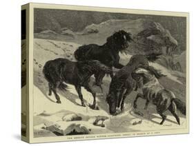 The Recent Severe Winter, Dartmoor Ponies in Search of a Feed-Samuel Edmund Waller-Stretched Canvas