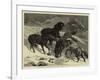 The Recent Severe Winter, Dartmoor Ponies in Search of a Feed-Samuel Edmund Waller-Framed Giclee Print