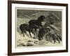 The Recent Severe Winter, Dartmoor Ponies in Search of a Feed-Samuel Edmund Waller-Framed Giclee Print