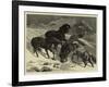 The Recent Severe Winter, Dartmoor Ponies in Search of a Feed-Samuel Edmund Waller-Framed Giclee Print