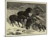 The Recent Severe Winter, Dartmoor Ponies in Search of a Feed-Samuel Edmund Waller-Mounted Giclee Print