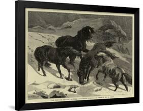 The Recent Severe Winter, Dartmoor Ponies in Search of a Feed-Samuel Edmund Waller-Framed Giclee Print