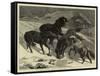 The Recent Severe Winter, Dartmoor Ponies in Search of a Feed-Samuel Edmund Waller-Framed Stretched Canvas